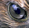 Click image for larger version. 

Name:	Hawk_eye..jpg 
Views:	353 
Size:	523.5 KB 
ID:	17749